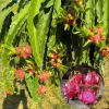 Red Dragon Fruit Live Plant - 12-15 Inch Tropical Tree for Home Garden - Image 1
