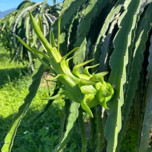 Red Dragon Fruit Live Plant - 12-15 Inch Tropical Tree for Home Garden - Image 5