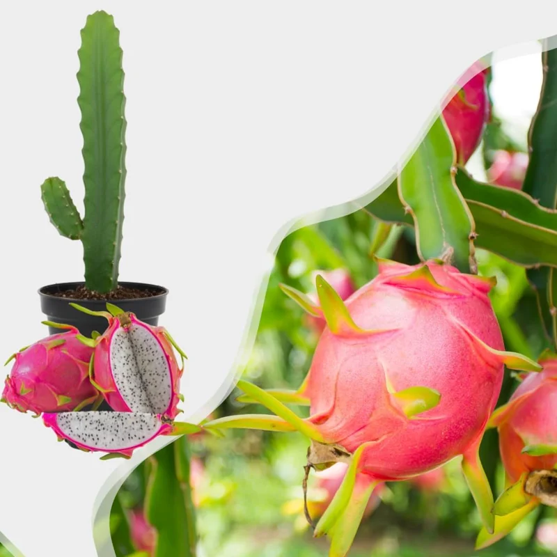 Red Dragon Fruit Live Plant - Sweet Tropical Vine, 1 Gallon Potted - Image 2