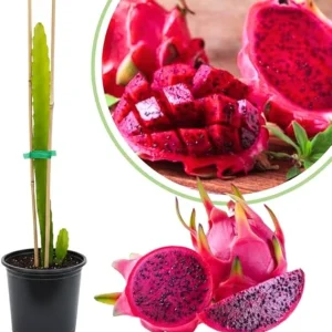 Red Dragon Fruit Tree Live Plant, Fully Rooted, 12