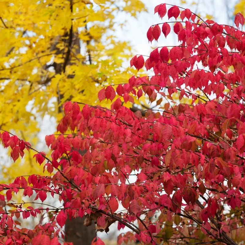 Red Dwarf Burning Bush Live Plant - Quart Pot, Outdoor Shrub - Image 2