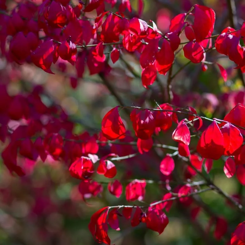 Red Dwarf Burning Bush Live Plant - Quart Pot, Outdoor Shrub - Image 3