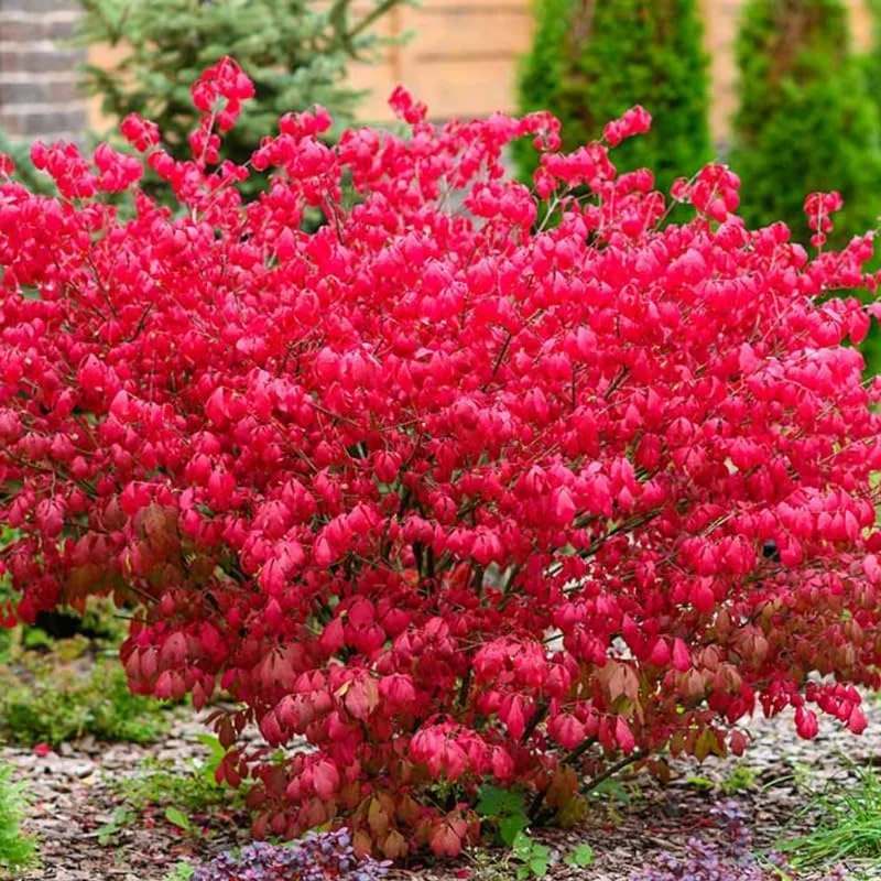 Red Dwarf Burning Bush Live Plant - Quart Pot, Outdoor Shrub - Image 4