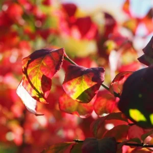 Red Dwarf Burning Bush Live Plant - Quart Pot, Outdoor Shrub - Image 5