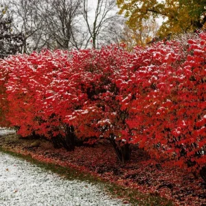 Red Dwarf Burning Bush Live Plant - Quart Pot, Outdoor Shrub - Image 6