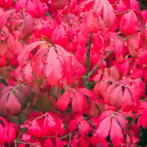 Red Dwarf Burning Bush Live Plant - Quart Pot, Outdoor Shrub - Image 7