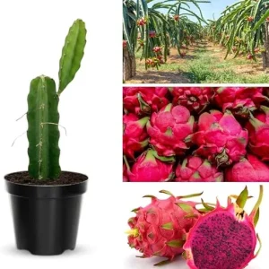 Red Dwarf Pitaya Dragon Fruit Live Plant - 1ft Tall, 1 Gallon Pot, Edible Tropical Fruit Tree - Image 4