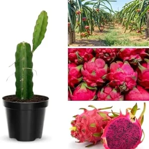 Red Dwarf Pitaya Dragon Fruit Live Plant - 1ft Tall, 1 Gallon Pot, Edible Tropical Fruit Tree - Image 5