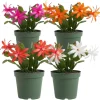 Red Easter Cactus Live Plant – Pack of 2 Succulents – 4-7 Inch – Holiday Cactus - Image 1