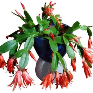 Red Easter Cactus Live Plant – Rhipsalidopsis Gaertneri – 5-7