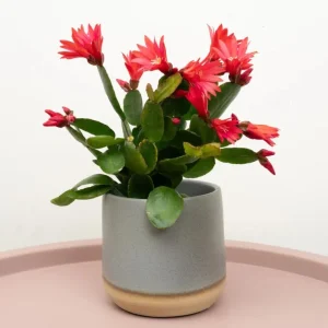 Red Easter Cactus Live Plant – Rhipsalidopsis Gaertneri – 5-7