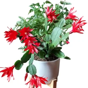 Red Easter Cactus Live Plant – Rhipsalidopsis Gaertneri – 5-7