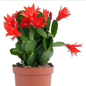 Red Easter Cactus Live Plant – Rhipsalidopsis Gaertneri – 5-7