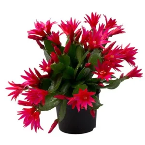 Red Easter Cactus Live Plant – Rhipsalidopsis Gaertneri – 5-7