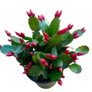 Red Easter Cactus Live Plant – Rhipsalidopsis Gaertneri – 5-7