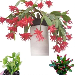 Red Easter Cactus Live Plant – Rhipsalidopsis Gaertneri – 5-7