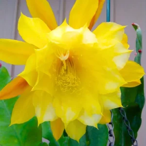 Red Epiphyllum Orchid Cactus Live Plant – 2 Pack, 5 Inch, Indoor Succulent - Image 4