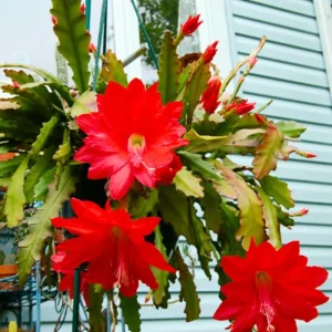 Red Epiphyllum Orchid Cactus Live Plant – 2 Pack, 5 Inch, Indoor Succulent - Image 1