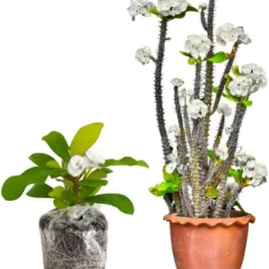 Red Euphorbia Milii Live Plant – Crown of Thorns Houseplant – 5-8 Inch Tall - Image 3