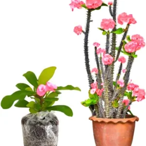 Red Euphorbia Milii Live Plant – Crown of Thorns Houseplant – 5-8 Inch Tall - Image 4