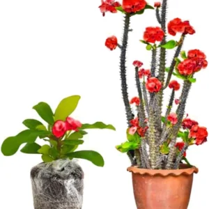 Red Euphorbia Milii Live Plant – Crown of Thorns Houseplant – 5-8 Inch Tall - Image 1