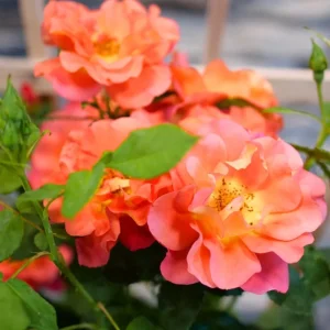 Red Fragrant Rose Live Plant - Potted Everblooming Garden Rose, 6-8 Inches - Image 4