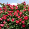 Red Fragrant Rose Live Plant - Potted Everblooming Garden Rose, 6-8 Inches - Image 1
