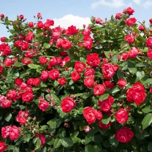 Red Fragrant Rose Live Plant - Potted Everblooming Garden Rose, 6-8 Inches - Image 1