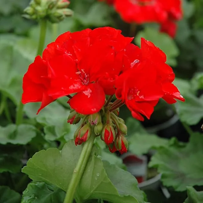 Red Geranium Live Plant - 4 to 6 Inch Tall, Well-Rooted Flower - Image 2
