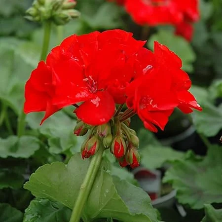Red Geranium Live Plant - 4 to 6 Inch Tall, Well-Rooted Flower - Image 1