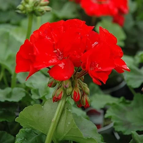 Red Geranium Live Plant - 4 to 6 Inch Tall, Well-Rooted Flower - Image 3