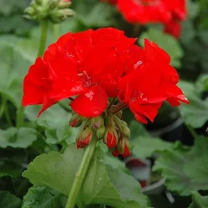 Red Geranium Live Plant - 4 to 6 Inch Tall, Well-Rooted Flower - Image 5