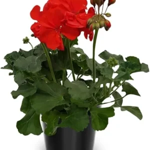Red Geranium Plants Live - 2-Pack, 4-Inch Potted Flower Plants for Outdoor Gardens - Image 2