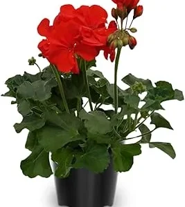 Red Geranium Plants Live - 2-Pack, 4-Inch Potted Flower Plants for Outdoor Gardens - Image 4