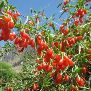 Red Goji Berry Cuttings - Set of 6, 8-10" Long - Lycium barbarum Edible Superfruit Plant for Propagation - Image 2