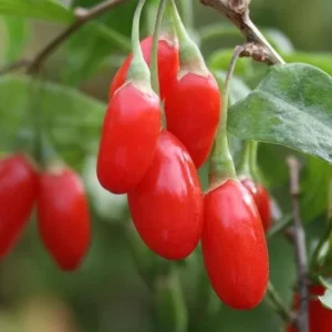 Red Goji Berry Cuttings - Set of 6, 8-10