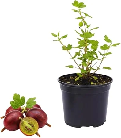 Red Gooseberry Live Plant - Sweet Fruit Shrub, 4-6 Inches Tall - Image 3
