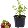 Red Gooseberry Live Plant - Sweet Fruit Shrub, 4-6 Inches Tall - Image 1