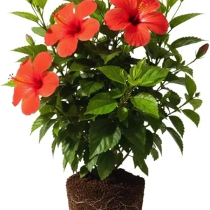 Red Hibiscus Live Plant – Hardy Flowering Shrub – 9-12 Inch Tall Seedling - Image 2