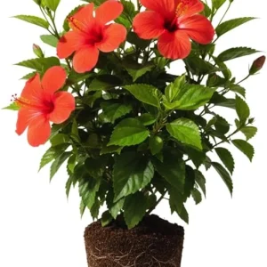 Red Hibiscus Live Plant – Hardy Flowering Shrub – 9-12 Inch Tall Seedling - Image 6