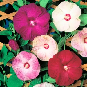 Red Hibiscus Live Plant, Hardy Perennial Shrub, 5-9 Inch Height, Outdoor - Image 2