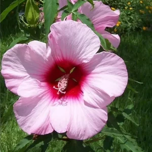 Red Hibiscus Live Plant, Hardy Perennial Shrub, 5-9 Inch Height, Outdoor - Image 5