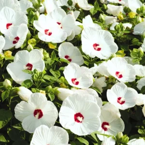 Red Hibiscus Live Plant, Hardy Perennial Shrub, 5-9 Inch Height, Outdoor - Image 1