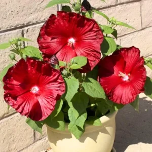 Red Hibiscus Live Plant, Hardy Perennial Shrub, 5-9 Inch Height, Outdoor - Image 6