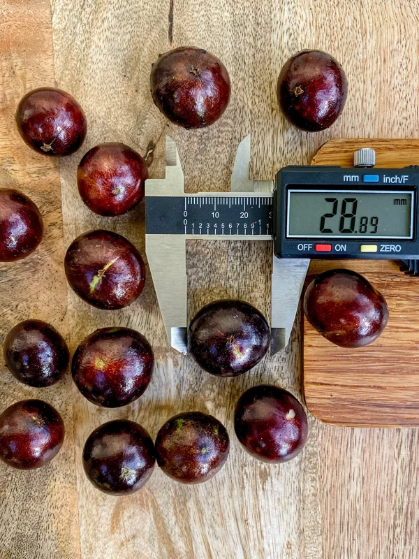 Red Hybrid Jaboticaba Fruit Tree Live Plant - Precocious Brazilian Grape Seedling 2-5 inch - Image 2