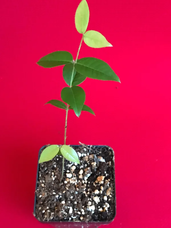 Red Hybrid Jaboticaba Fruit Tree Live Plant - Precocious Brazilian Grape Seedling 2-5 inch - Image 3