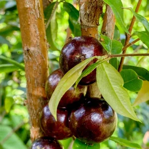 Red Hybrid Jaboticaba Fruit Tree Live Plant - Precocious Brazilian Grape Seedling 2-5 inch - Image 4