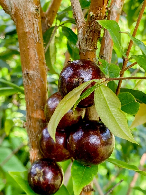 Red Hybrid Jaboticaba Fruit Tree Live Plant - Precocious Brazilian Grape Seedling 2-5 inch - Image 4