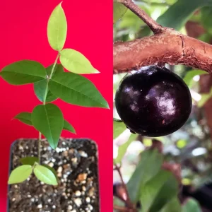 Red Hybrid Jaboticaba Fruit Tree Live Plant - Precocious Brazilian Grape Seedling 2-5 inch - Image 1
