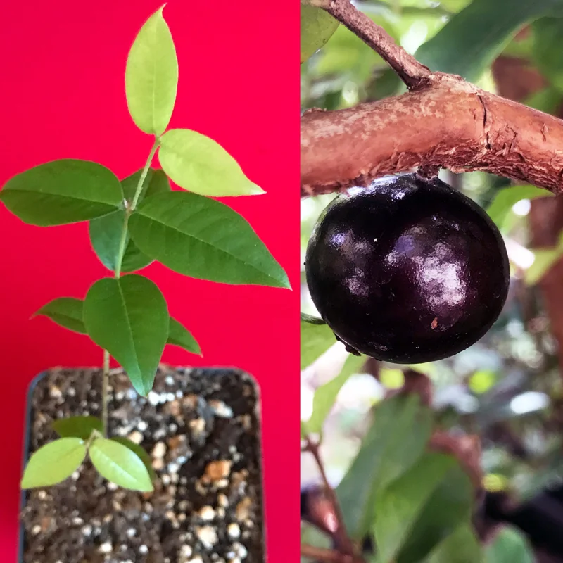 Red Hybrid Jaboticaba Fruit Tree Live Plant - Precocious Brazilian Grape Seedling 2-5 inch - Image 1